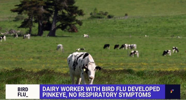 Bird flu from cow to human dairynews7x7