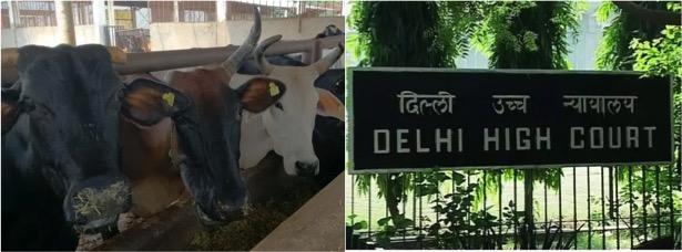 delhi HC Oxytocin ban dairynews7x7