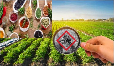 pesticidal residue spices fssai dairynews7x7