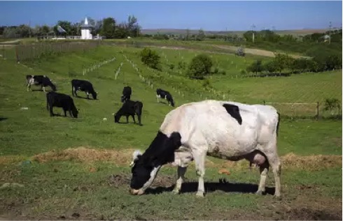 Denmark put Climate cess on cows dairynews7x7
