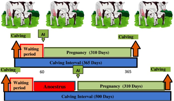 ong calving interval less milk dairynews7x7