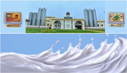 milk glut in Mysore Milk Union dairynews7x7