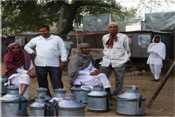 milk price in assam haryana private vendors dairynews7x7