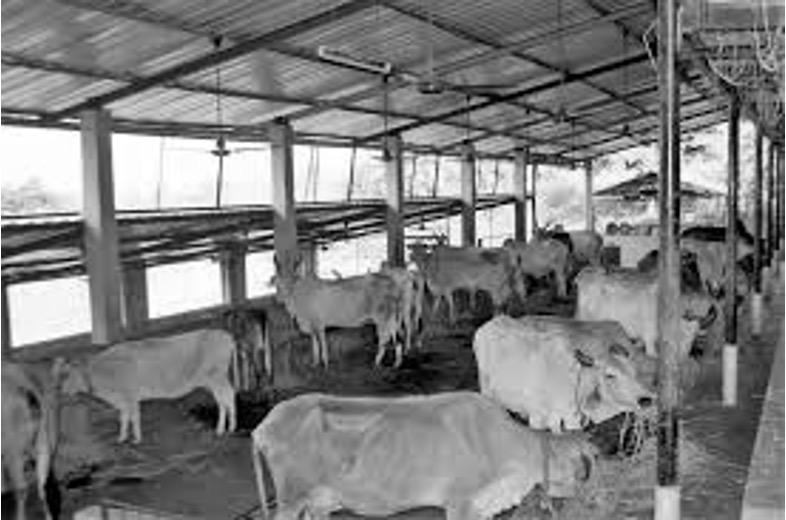 Milk subsidy maharashtra not sufficient dairynews7x7