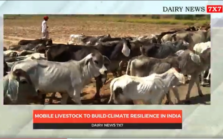 climate resilient strategies for Indian dairying dairynews7x7