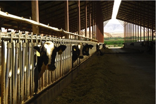 US Idaho farmers in China dairynews7x7