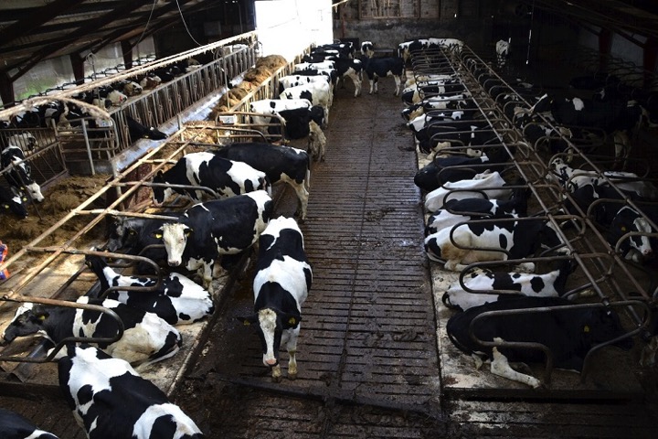 australia milk production recovers dairynews7x7