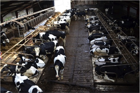 china targets eu dairynews7x7