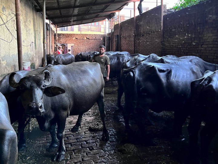 climate change impact dairy in India dairynews7x7