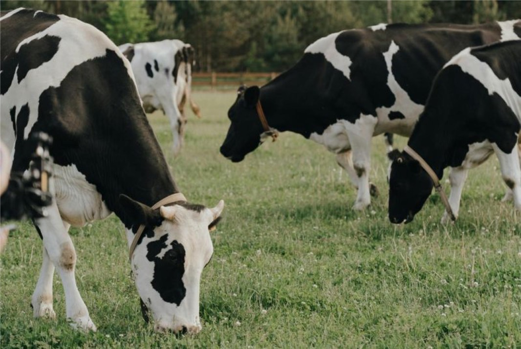 airy farming USA declining dairynews7x7