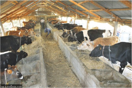 nepal dairy farmers not paid dairynews7x7