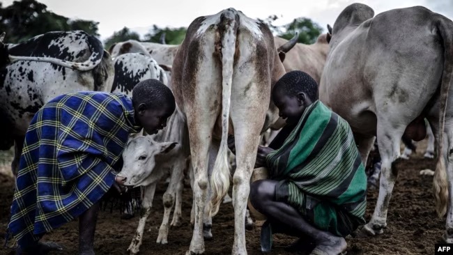 portable pasteuriser in Kenya dairynews7x7