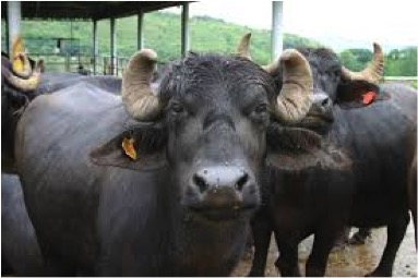 buffalo meat exports India dairynews7x7