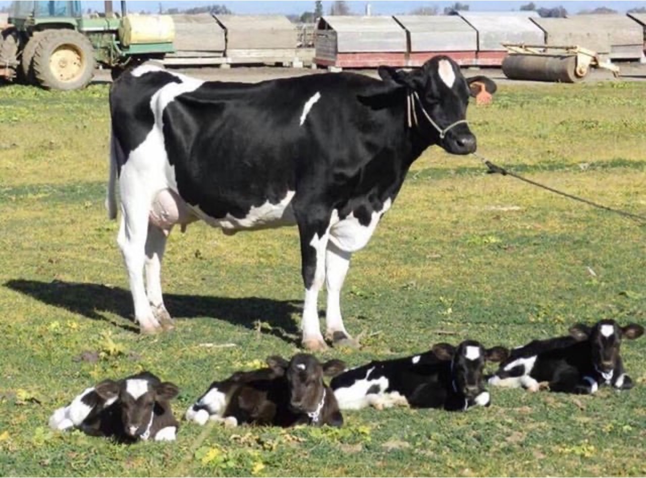 cow giving birth to 4 calves dairynewxs7x7