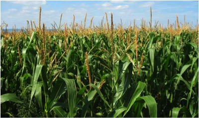 Maize research aflatoxin ddgs dairynews7x7