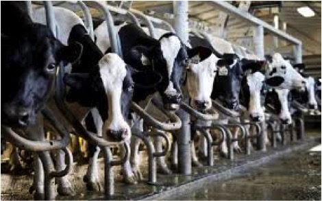 china's dairy industry slow down dairynews7x7