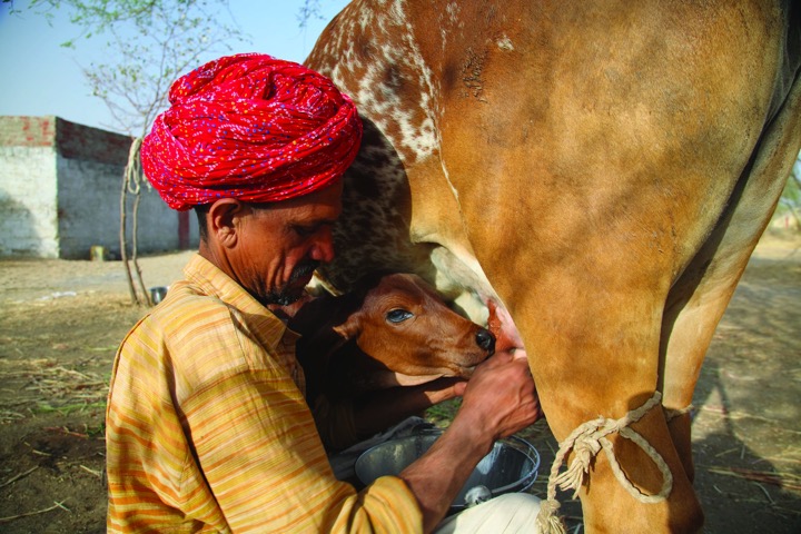 gujarat ranks fourth milk production india dairynews7x7