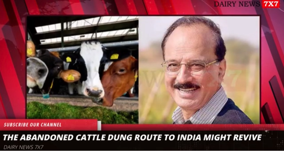 india beware of dutch moves for cow dung dairynews7x7