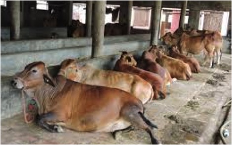 Animal husbandry indian economy dairynews7x7