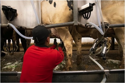 china milk over supply H1 2025 dairynews7x7