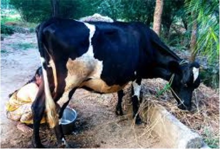 Karnataka milk production dairynews7x7