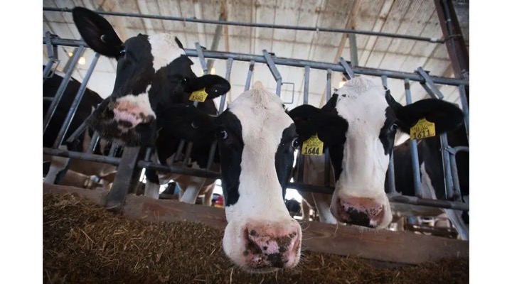 sugar solution antibiotics dairy cows dairynews7x7